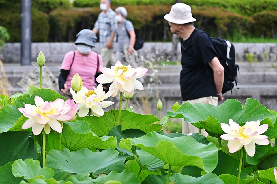 大輪の花を開かせ、見頃を迎えたハス＝大垣市米野町、花ハス池