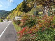 郡上市八幡町那比地区の南天街道（国道２５６号）