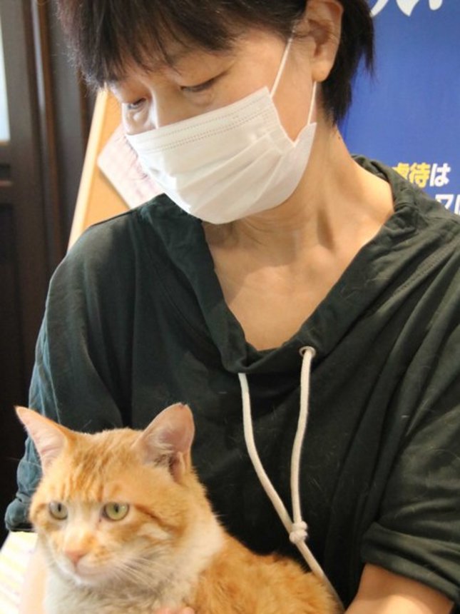 喫茶店で保護されている猫の秋ちゃん。耳先が小さくＶ字にカットされた「さくらねこ」だ＝加茂郡川辺町上川辺、秋月