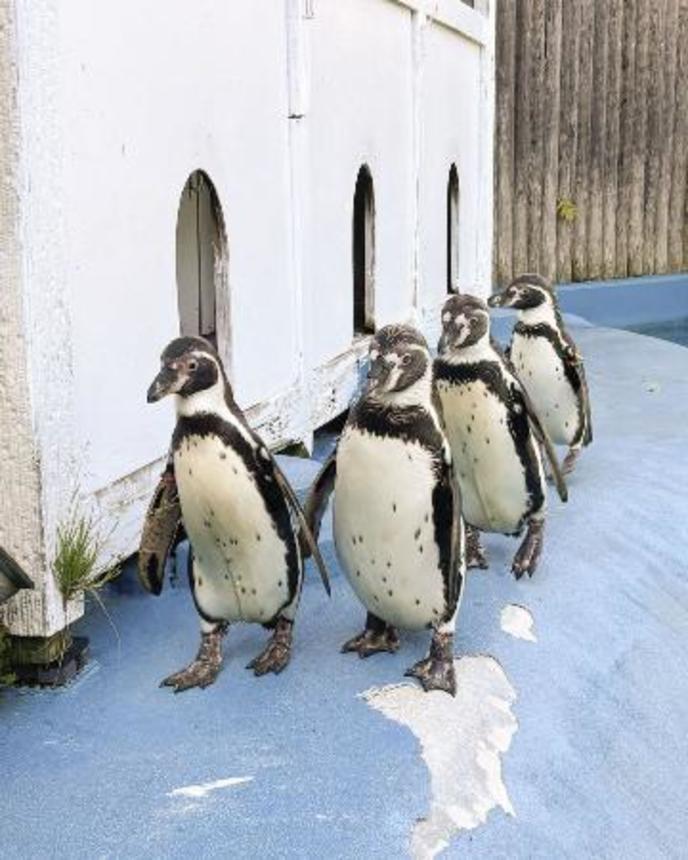 　７月に死んだ４羽のフンボルトペンギン。（左から）かすみ、いずみ、あらまさ、ひめ＝６月（仙台市の八木山動物公園フジサキの杜提供）