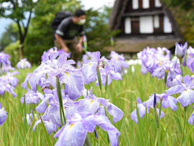 見頃を迎えたハナショウブ＝高山市上岡本町、飛騨の里