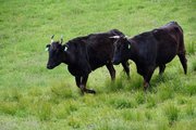 放牧され、のびのびと草原を歩く雌牛＝高山市荘川町一色、一色牧場