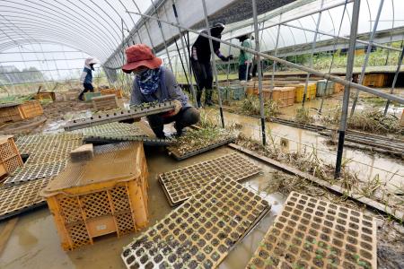 　大雨で泥に漬かったカリフラワーの苗を移動させる農家の人たち＝１２日午前１０時１分、熊本県八代市
