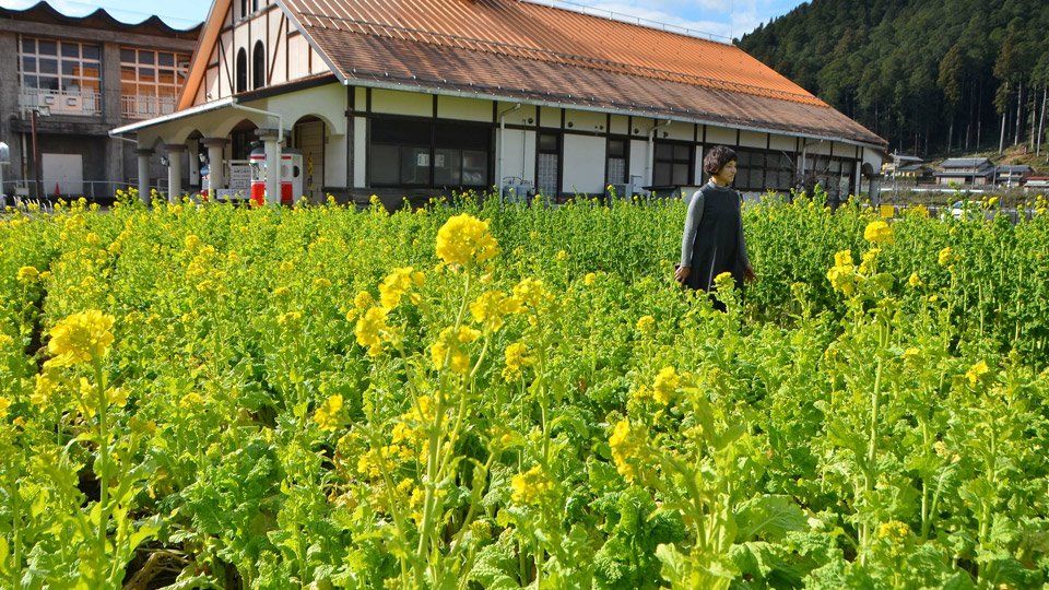 春を先取りしたかのようなカンザキハナナの花畑＝美濃市下河和、洲原ひまわりの里