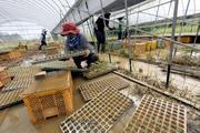　大雨で泥に漬かったカリフラワーの苗を移動させる農家の人たち＝１２日午前１０時１分、熊本県八代市