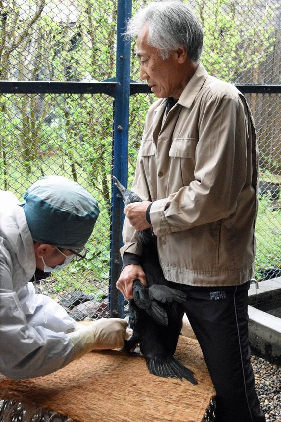 ５月の開幕を前に予防接種を受ける鵜＝岐阜市長良、杉山雅彦鵜匠代表宅