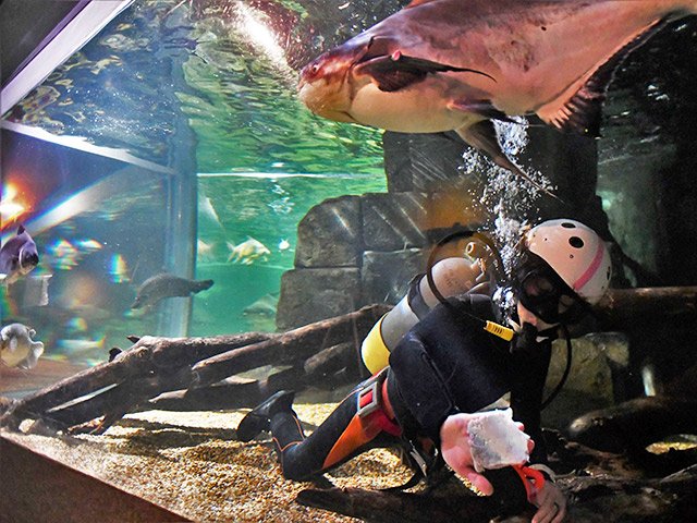 潜水服を着て潜り、魚が遊泳する水槽を掃除する飼育員