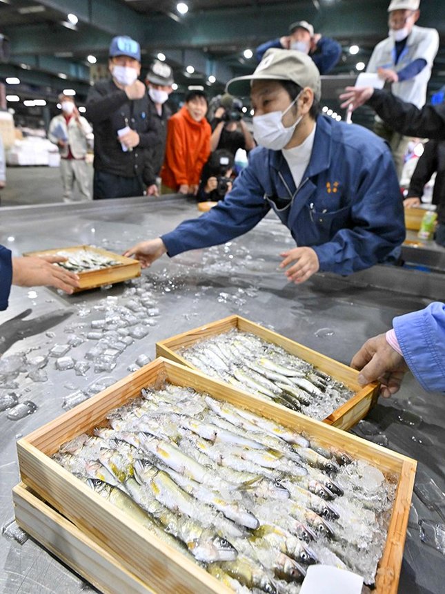 次々と競り落とされる初物の天然鮎＝１１日午前６時２分、岐阜市茜部新所、市中央卸売市場