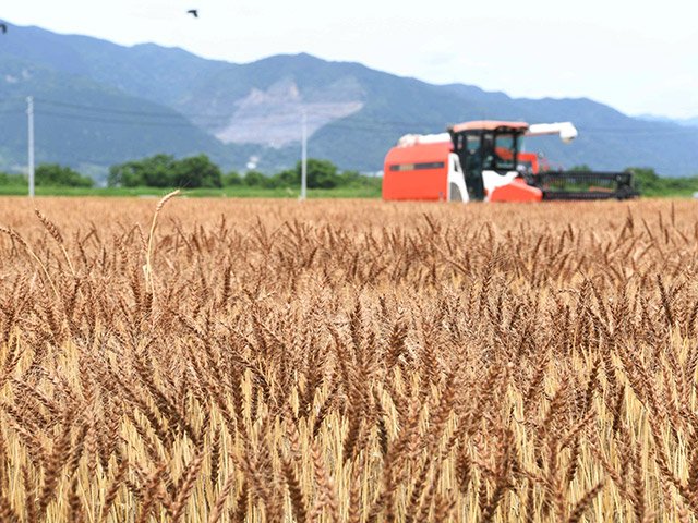 収穫期を迎え、コンバインで刈り取られる小麦＝２６日午前１０時３０分、海津市海津町万寿新田