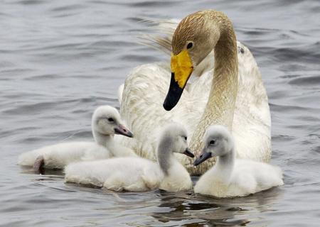 　オオハクチョウの母鳥とひな＝２００５年、北海道苫小牧市のウトナイ湖