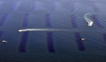 　瀬戸内海での養殖ノリの収穫作業＝２０２２年１月、兵庫県明石市沖