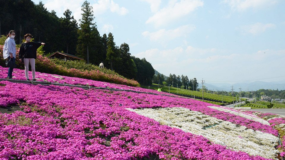一面に広がる、見頃を迎えたシバザクラ＝池田町藤代、霞間ケ渓花畑