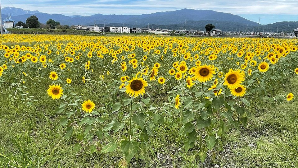 鮮やかな大輪のヒマワリが見頃を迎えている休耕田＝大垣市荒川町