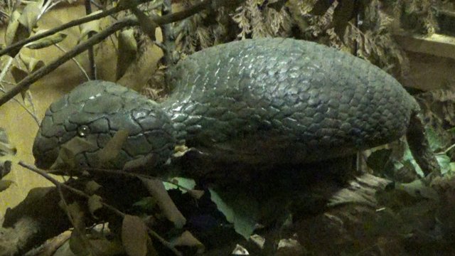 「つちのこ館」で展示されているツチノコの模型。一般的なイメージ＝加茂郡東白川村