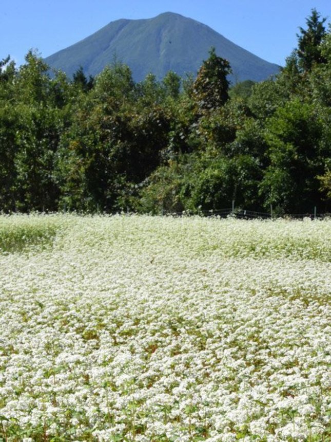 見頃を迎えたソバの花＝高山市高根町留之原