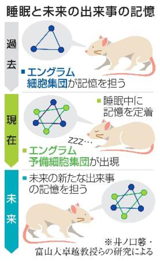 　睡眠と未来の出来事の記憶