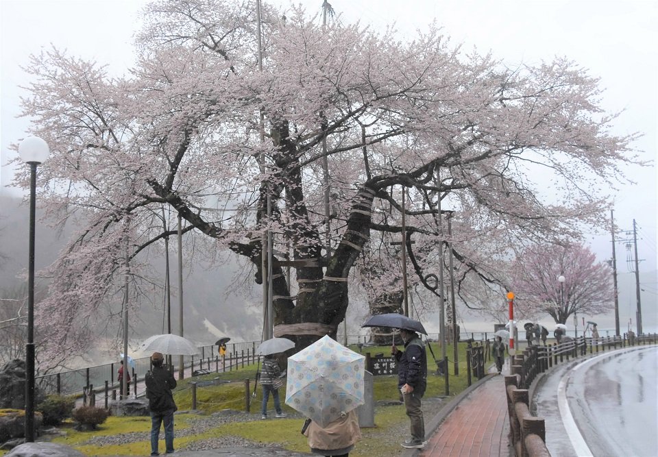 満開となり、観光客らを楽しませている荘川桜＝高山市荘川町中野