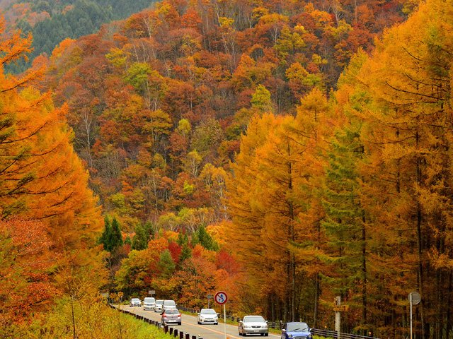 （資料写真）黄金色に輝くせせらぎ街道