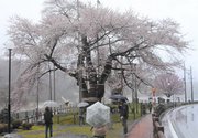 満開となり、観光客らを楽しませている荘川桜＝高山市荘川町中野