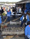津保川産天然鮎の塩焼きなど秋の恵みが振る舞われた「とみか町民まつり」＝加茂郡富加町、町役場駐車場