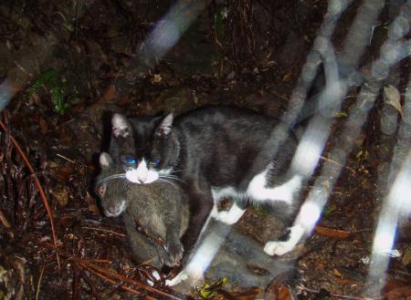 　奄美大島で、固有種のアマミノクロウサギをくわえる猫＝２００８年（環境省提供）