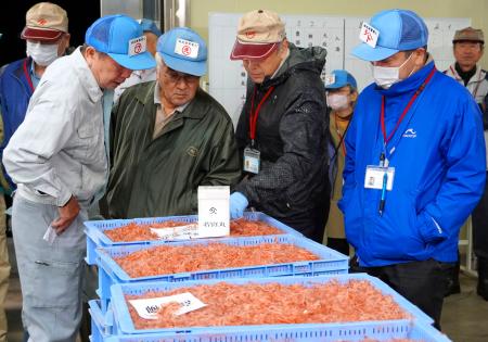 　初競りにかけられるサクラエビを品定めする仲買人ら＝５日早朝、静岡市の由比漁港