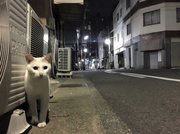 午後８時で人通りが少なくなり、猫が活発に動き始めた「緊急事態宣言」時＝岐阜市