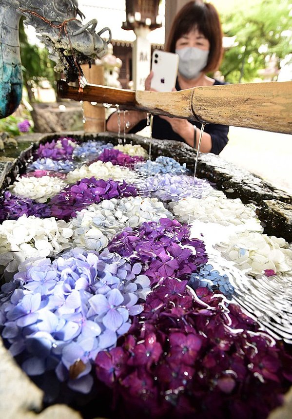 青や紫のアジサイが浮かべられた若江神社の花手水＝岐阜市西改田東改田入会地
