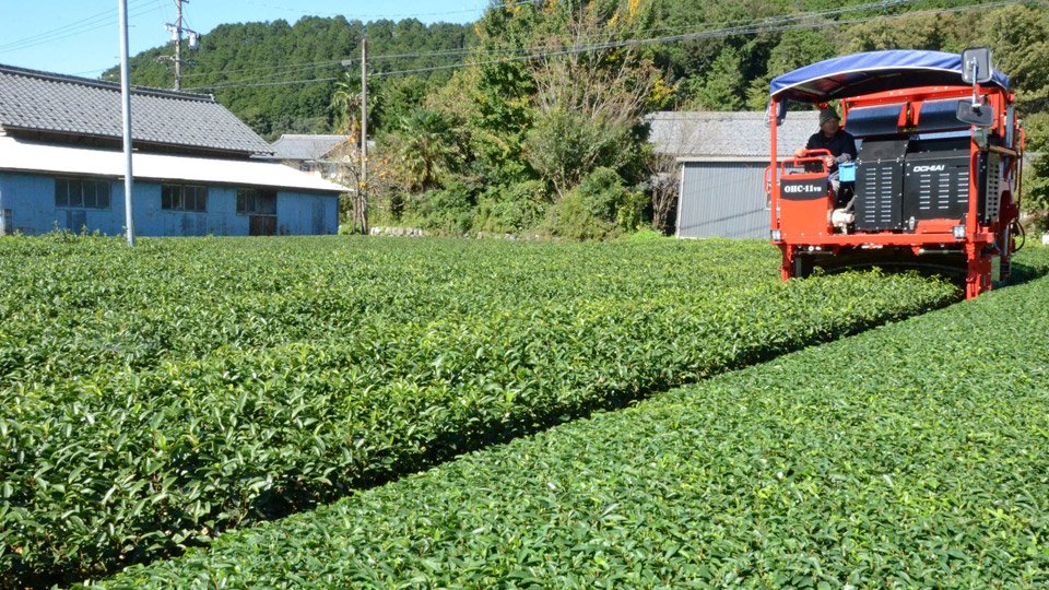 秋冬番茶の収穫期に入り、茶畑を巡る摘採機＝揖斐郡揖斐川町上南方