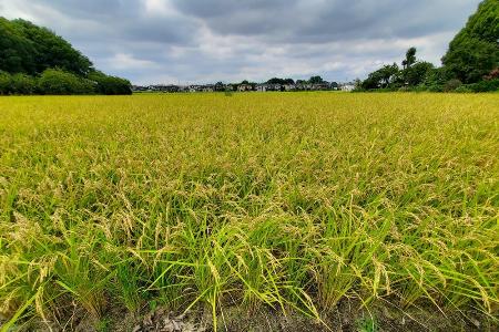 　水田で実った稲穂、稲刈り間近の田んぼ、収穫を待つ稲＝２０２２年９月、埼玉県伊奈町