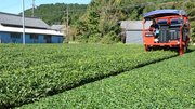 秋冬番茶の収穫期に入り、茶畑を巡る摘採機＝揖斐郡揖斐川町上南方