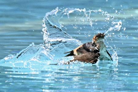 　真夏日を記録した福島県いわき市で、プールに飛び込んで水浴びする渡り鳥コシアカツバメ＝２２日午後、いわき市の市立江名小