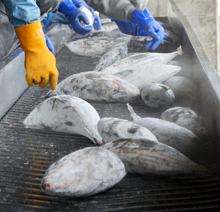 　水揚げされた冷凍カツオ＝２０１３年、鹿児島県