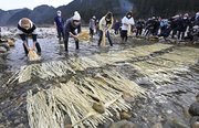 冷たい川の水にさらされるコウゾ＝１３日午前１０時１８分、美濃市御手洗、板取川