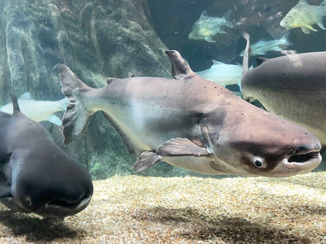 臆病で警戒心が強いメコンオオナマズ＝各務原市川島笠田町の世界淡水魚園水族館アクア・トトぎふ