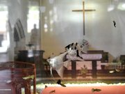 結婚式場をイメージした水槽内で泳ぐ新郎と新婦に見立てた魚＝各務原市川島笠田町、世界淡水魚園水族館アクア・トトぎふ