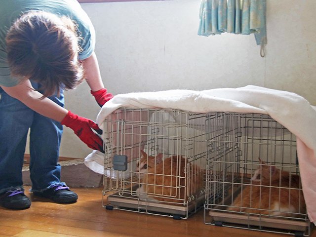 亡くなった女性宅で保護された猫。当初は２０匹ほどおり、多頭飼育崩壊に陥っていた＝可児市内