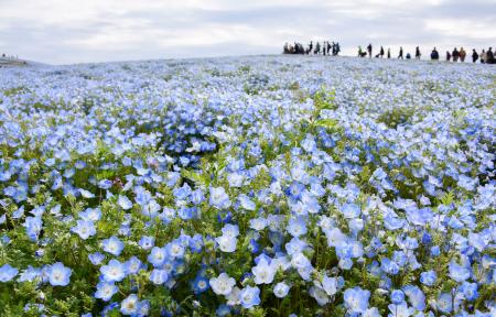 　見頃を迎えた国営ひたち海浜公園のネモフィラ＝２６日午前、茨城県ひたちなか市