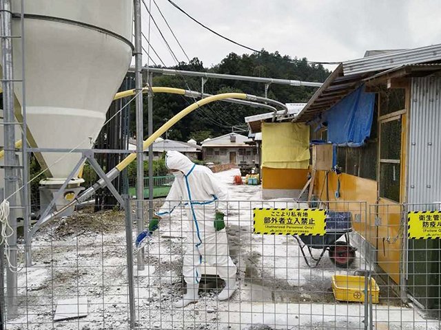 県内の養豚場で一斉消毒が始まり、消石灰を散布する関係者（県提供）