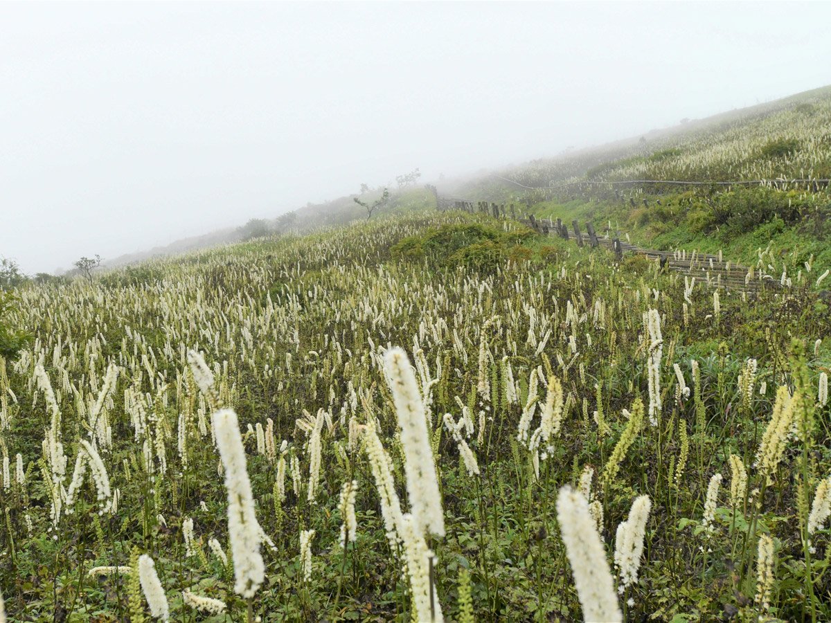霧が立ちこめる山腹を白く彩るサラシナショウマ＝岐阜、滋賀県境の伊吹山山頂付近