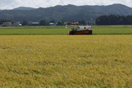 　収穫期を迎えたコメ＝８月、新潟県三条市