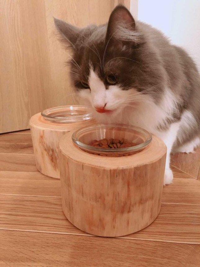 ヒノキのペットテーブルでご飯を食べる猫（大蔵木工所提供）