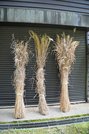 （左から）カリヤス、ススキ、オギ。カリヤスとススキは屋根葺き、オギはオダレという雪囲いの材料として使われる＝いずれも大野郡白川村