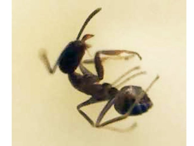 発見されたアルゼンチンアリ（岐阜県提供）
