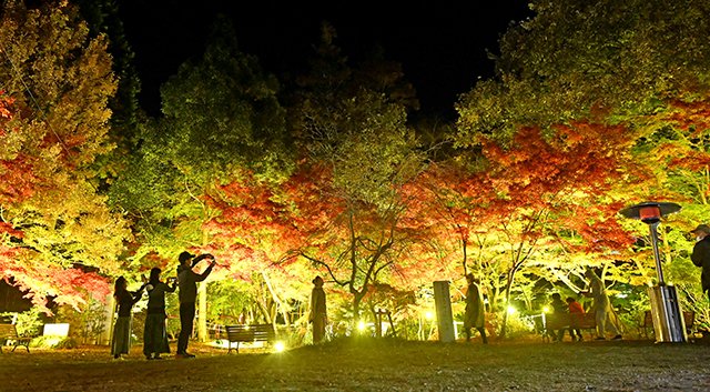 紅葉したモミジが光に照らされ、幻想的な空間が広がる生田公園＝多治見市東町