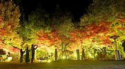 紅葉したモミジが光に照らされ、幻想的な空間が広がる生田公園＝多治見市東町