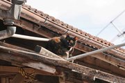 笠松競馬場周辺の猫＝笠松町