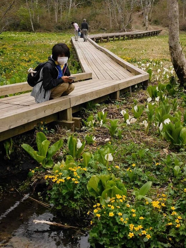 池ケ原湿原のミズバショウとリュウキンカ