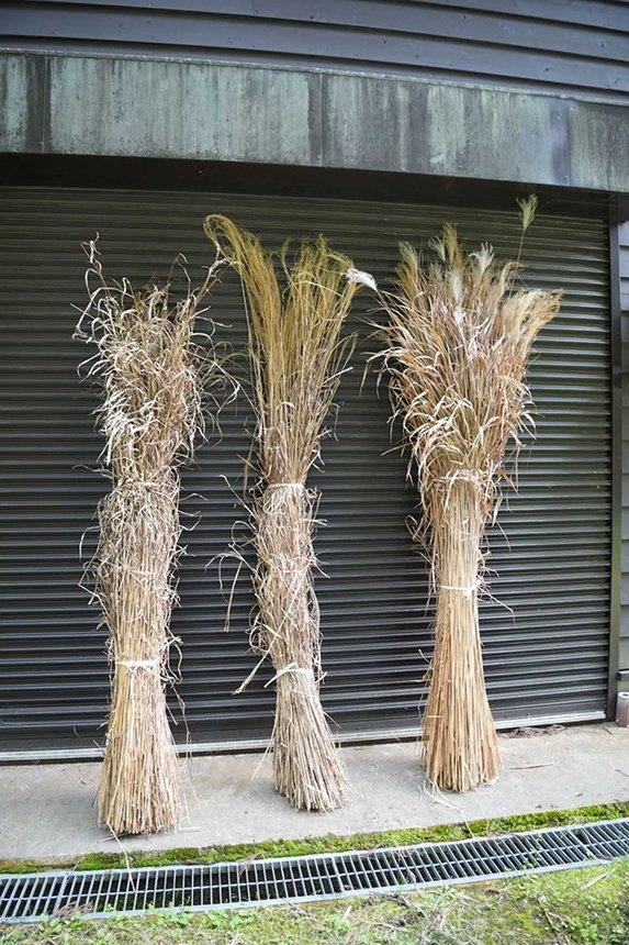 （左から）カリヤス、ススキ、オギ。カリヤスとススキは屋根葺き、オギはオダレという雪囲いの材料として使われる＝いずれも大野郡白川村