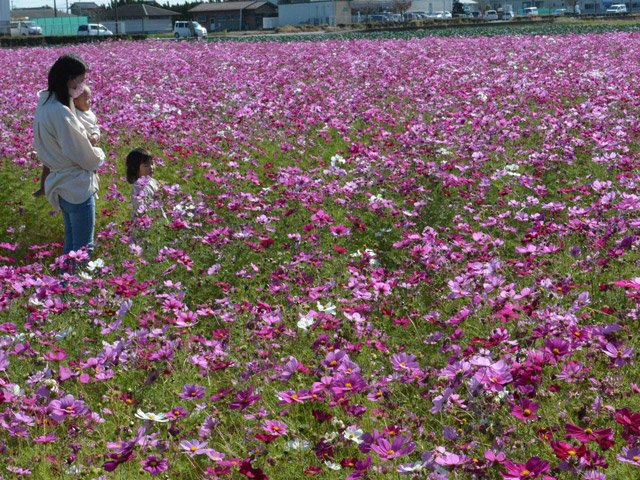 見頃を迎えたコスモス畑＝大垣市墨俣町上宿